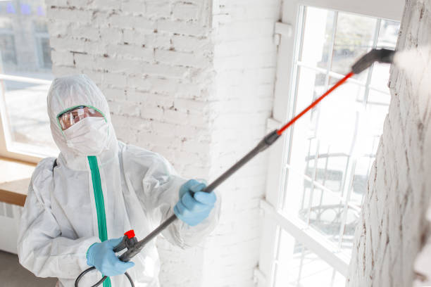 Best Insurance-Related Mold Remediation in Zeeland, MI